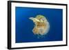 Green Sea Turtle Feeds on Large Pelagic Jellyfish-Rich Carey-Framed Photographic Print