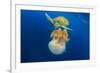 Green Sea Turtle Feeds on Large Pelagic Jellyfish-Rich Carey-Framed Photographic Print