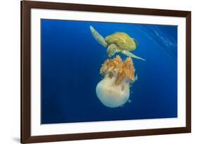 Green Sea Turtle Feeds on Large Pelagic Jellyfish-Rich Carey-Framed Photographic Print