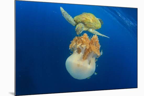 Green Sea Turtle Feeds on Large Pelagic Jellyfish-Rich Carey-Mounted Photographic Print