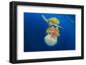 Green Sea Turtle Feeds on Large Pelagic Jellyfish-Rich Carey-Framed Photographic Print