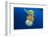 Green Sea Turtle Feeds on Large Pelagic Jellyfish-Rich Carey-Framed Photographic Print