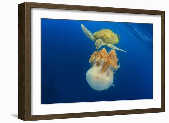 Green Sea Turtle Feeds on Large Pelagic Jellyfish-Rich Carey-Framed Photographic Print