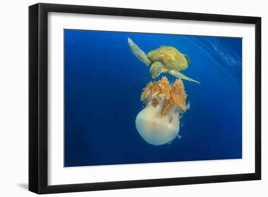 Green Sea Turtle Feeds on Large Pelagic Jellyfish-Rich Carey-Framed Photographic Print