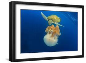 Green Sea Turtle Feeds on Large Pelagic Jellyfish-Rich Carey-Framed Photographic Print