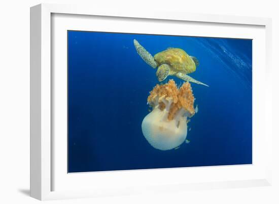 Green Sea Turtle Feeds on Large Pelagic Jellyfish-Rich Carey-Framed Photographic Print