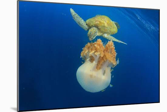 Green Sea Turtle Feeds on Large Pelagic Jellyfish-Rich Carey-Mounted Photographic Print