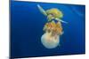 Green Sea Turtle Feeds on Large Pelagic Jellyfish-Rich Carey-Mounted Photographic Print
