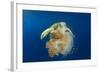 Green Sea Turtle Feeds on Large Pelagic Jellyfish-Rich Carey-Framed Photographic Print