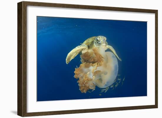 Green Sea Turtle Feeds on Large Pelagic Jellyfish-Rich Carey-Framed Photographic Print