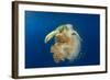 Green Sea Turtle Feeds on Large Pelagic Jellyfish-Rich Carey-Framed Photographic Print