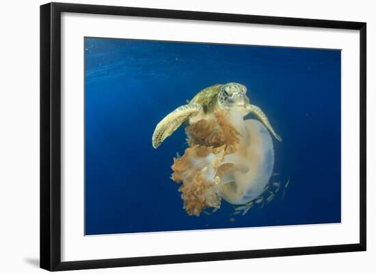 Green Sea Turtle Feeds on Large Pelagic Jellyfish-Rich Carey-Framed Photographic Print