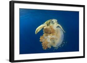 Green Sea Turtle Feeds on Large Pelagic Jellyfish-Rich Carey-Framed Photographic Print