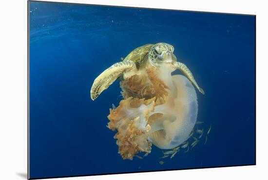 Green Sea Turtle Feeds on Large Pelagic Jellyfish-Rich Carey-Mounted Photographic Print