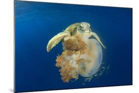 Green Sea Turtle Feeds on Large Pelagic Jellyfish-Rich Carey-Mounted Photographic Print