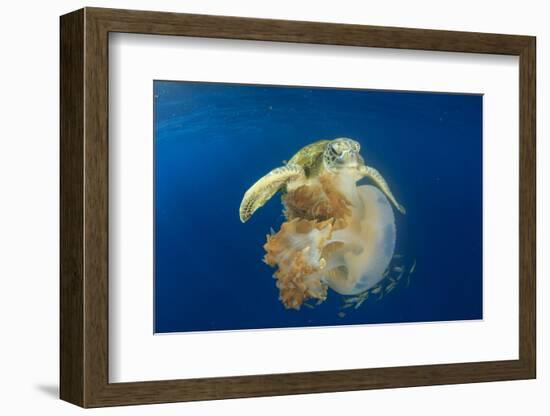 Green Sea Turtle Feeds on Large Pelagic Jellyfish-Rich Carey-Framed Photographic Print