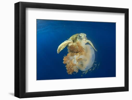 Green Sea Turtle Feeds on Large Pelagic Jellyfish-Rich Carey-Framed Photographic Print