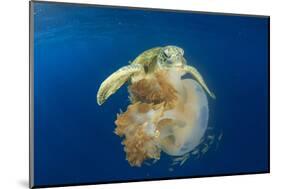 Green Sea Turtle Feeds on Large Pelagic Jellyfish-Rich Carey-Mounted Photographic Print