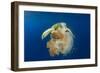 Green Sea Turtle Feeds on Large Pelagic Jellyfish-Rich Carey-Framed Photographic Print