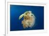 Green Sea Turtle Feeds on Large Pelagic Jellyfish-Rich Carey-Framed Photographic Print