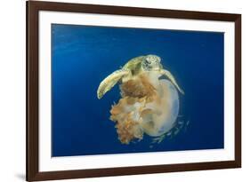 Green Sea Turtle Feeds on Large Pelagic Jellyfish-Rich Carey-Framed Photographic Print