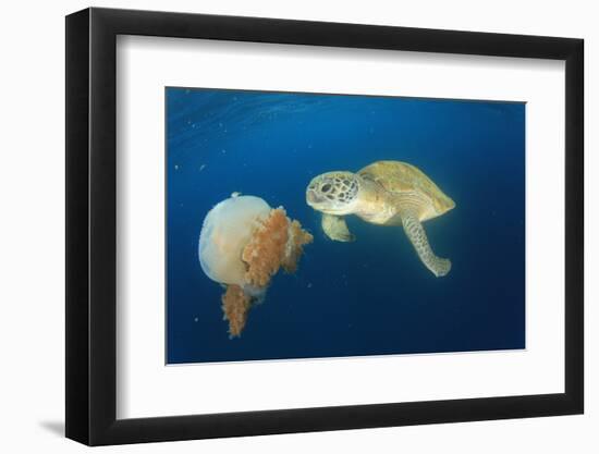 Green Sea Turtle Feeds on Large Pelagic Jellyfish-Rich Carey-Framed Photographic Print