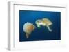 Green Sea Turtle Feeds on Large Pelagic Jellyfish-Rich Carey-Framed Photographic Print