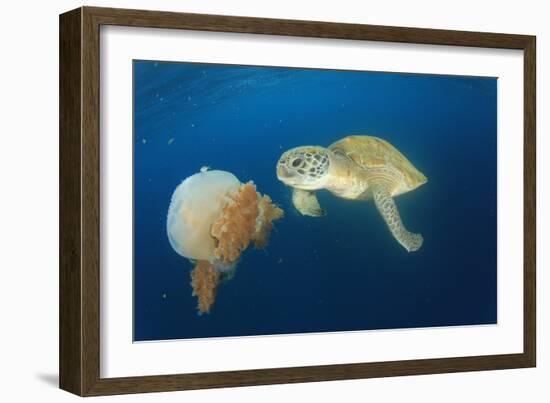 Green Sea Turtle Feeds on Large Pelagic Jellyfish-Rich Carey-Framed Photographic Print