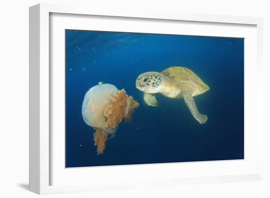 Green Sea Turtle Feeds on Large Pelagic Jellyfish-Rich Carey-Framed Photographic Print