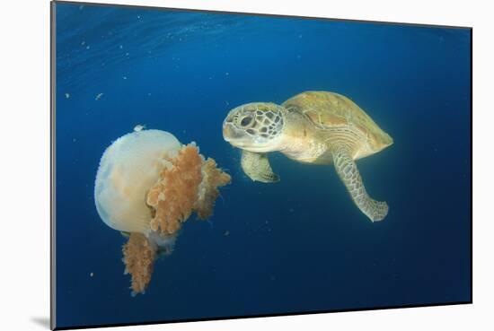 Green Sea Turtle Feeds on Large Pelagic Jellyfish-Rich Carey-Mounted Photographic Print