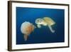 Green Sea Turtle Feeds on Large Pelagic Jellyfish-Rich Carey-Framed Photographic Print