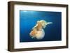 Green Sea Turtle Feeds on Large Pelagic Jellyfish-Rich Carey-Framed Photographic Print