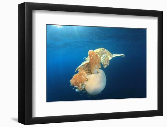 Green Sea Turtle Feeds on Large Pelagic Jellyfish-Rich Carey-Framed Photographic Print