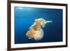 Green Sea Turtle Feeds on Large Pelagic Jellyfish-Rich Carey-Framed Photographic Print