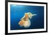 Green Sea Turtle Feeds on Large Pelagic Jellyfish-Rich Carey-Framed Photographic Print