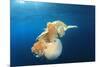 Green Sea Turtle Feeds on Large Pelagic Jellyfish-Rich Carey-Mounted Photographic Print