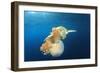 Green Sea Turtle Feeds on Large Pelagic Jellyfish-Rich Carey-Framed Photographic Print