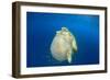 Green Sea Turtle Feeds on Large Pelagic Jellyfish-Rich Carey-Framed Photographic Print