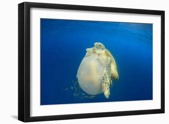 Green Sea Turtle Feeds on Large Pelagic Jellyfish-Rich Carey-Framed Photographic Print