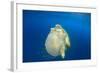 Green Sea Turtle Feeds on Large Pelagic Jellyfish-Rich Carey-Framed Photographic Print