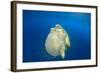 Green Sea Turtle Feeds on Large Pelagic Jellyfish-Rich Carey-Framed Photographic Print