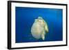 Green Sea Turtle Feeds on Large Pelagic Jellyfish-Rich Carey-Framed Photographic Print