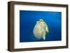 Green Sea Turtle Feeds on Large Pelagic Jellyfish-Rich Carey-Framed Photographic Print