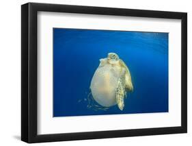 Green Sea Turtle Feeds on Large Pelagic Jellyfish-Rich Carey-Framed Photographic Print