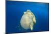 Green Sea Turtle Feeds on Large Pelagic Jellyfish-Rich Carey-Mounted Photographic Print