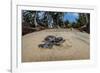 Green sea turtle hatchling, heading to the ocean, Yap, Micronesia-David Fleetham-Framed Photographic Print