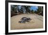 Green sea turtle hatchling, heading to the ocean, Yap, Micronesia-David Fleetham-Framed Photographic Print