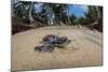Green sea turtle hatchling, heading to the ocean, Yap, Micronesia-David Fleetham-Mounted Photographic Print