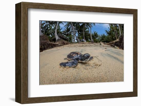 Green sea turtle hatchling, heading to the ocean, Yap, Micronesia-David Fleetham-Framed Photographic Print