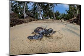 Green sea turtle hatchling, heading to the ocean, Yap, Micronesia-David Fleetham-Mounted Photographic Print